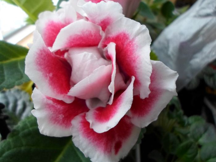 SAM_2059 - Gloxinia Scarlet-pierdut