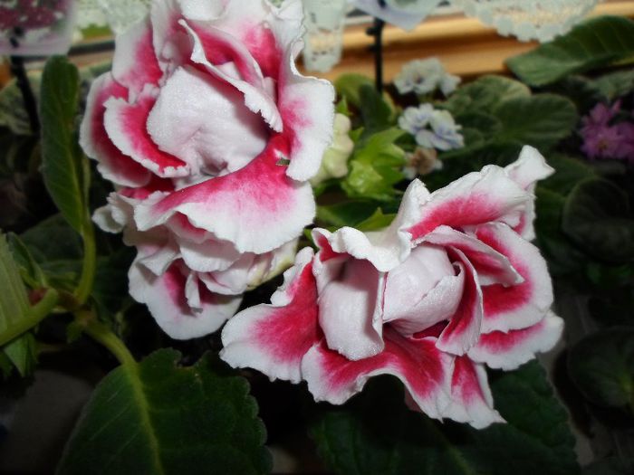 SAM_2067 - Gloxinia Scarlet-pierdut