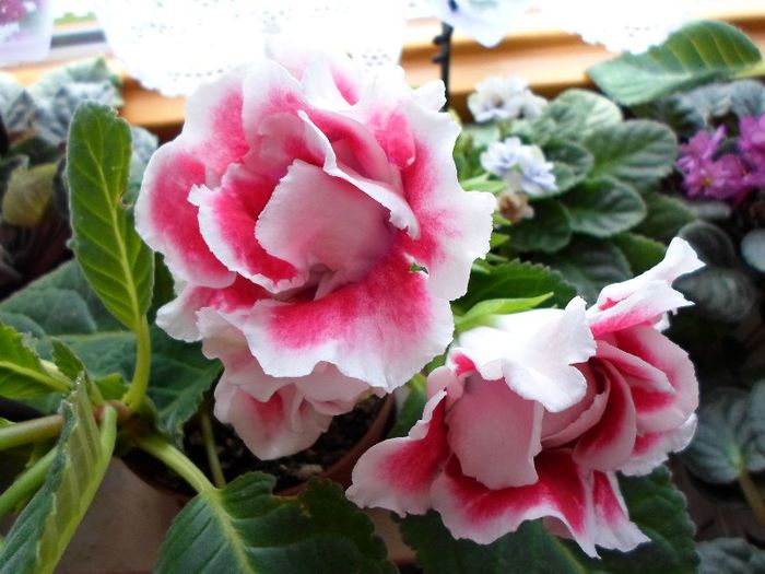 SAM_2061 - Gloxinia Scarlet-pierdut