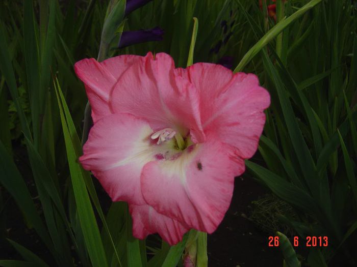 Picture 392 - 0 GLADIOLE-2013