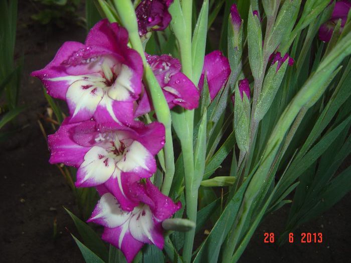 Picture 402 - 0 GLADIOLE-2013