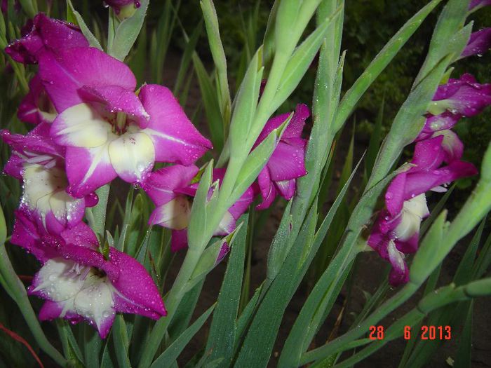 Picture 403 - 0 GLADIOLE-2013