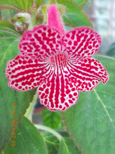 kohleria sunna - iunie 2013-flori