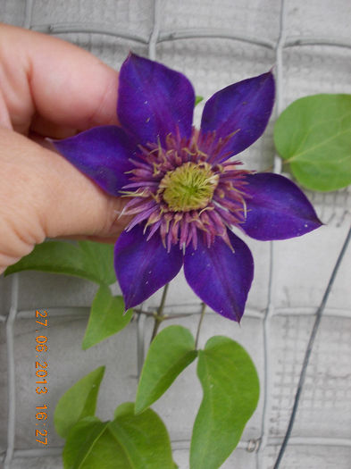 clematis multi blue - iunie 2013-flori