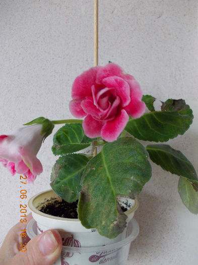 gloxi ? - iunie 2013-flori