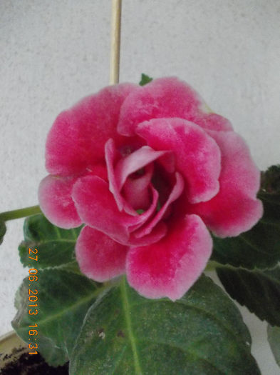 multumesc corina !(luk20) - iunie 2013-flori