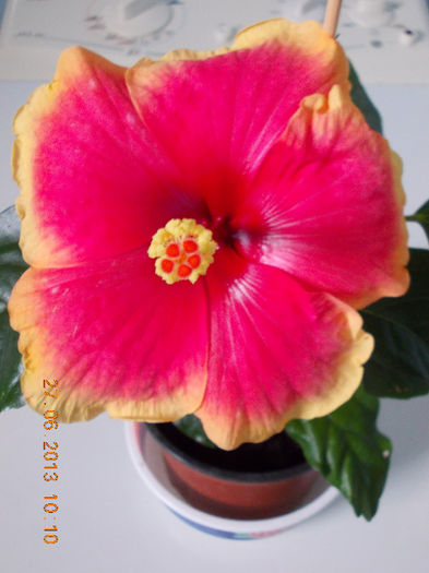 27 iunie 2013-flori 053 - iunie 2013-flori