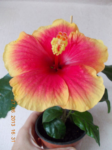 hibiscus oberon - iunie 2013-flori