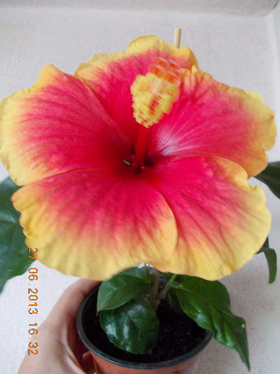 27 iunie 2013-flori 076 - iunie 2013-flori