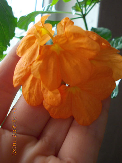 27 iunie 2013-flori 078 - iunie 2013-flori