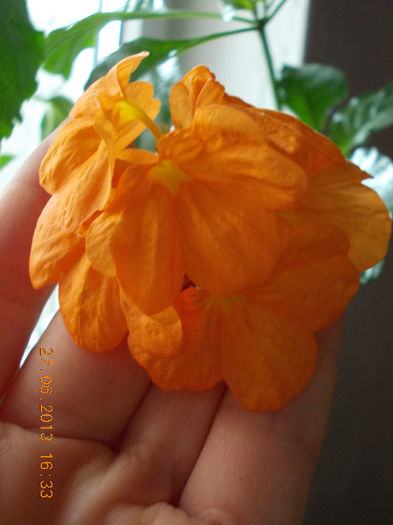 crossandra - iunie 2013-flori