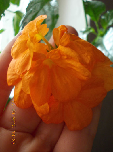 27 iunie 2013-flori 081 - iunie 2013-flori