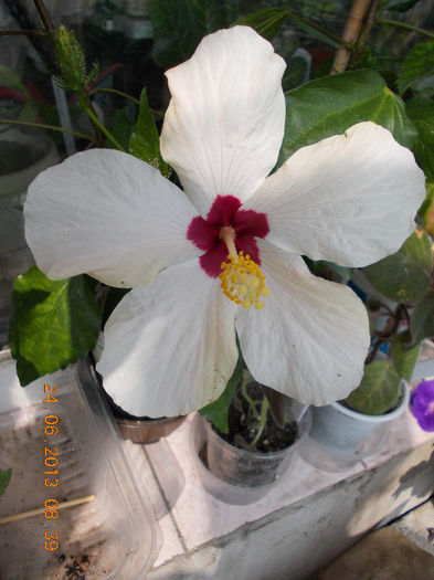 27 iunie 2013-flori 004 - hibiscus -1