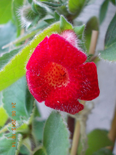 27 iunie 2013-flori 008