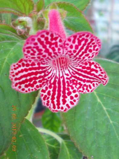 27 iunie 2013-flori 036