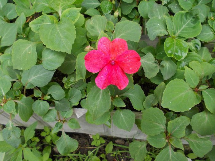 DSCN1711 - impatiens