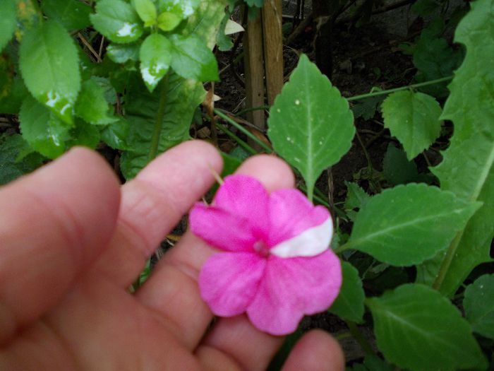 DSCN1712 - impatiens