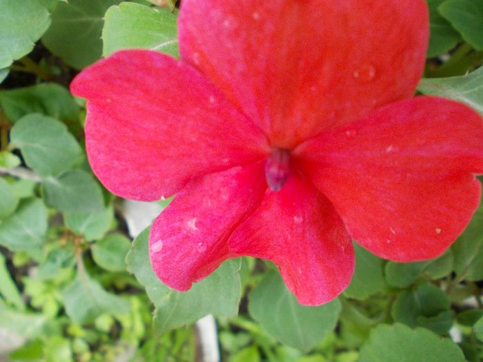 DSCN1714 - impatiens