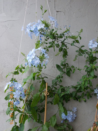 27 iunie 2013-flori 014 - plumbago bleu