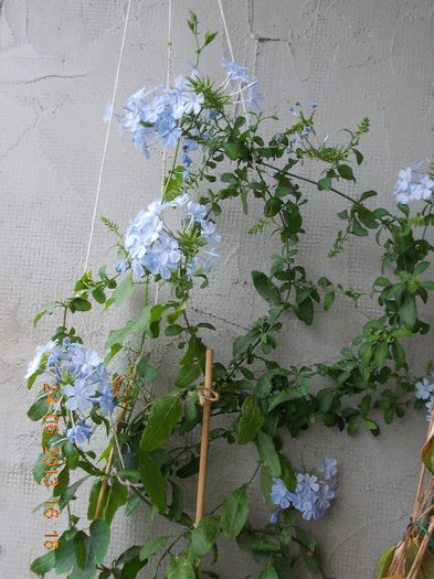 27 iunie 2013-flori 016 - plumbago bleu