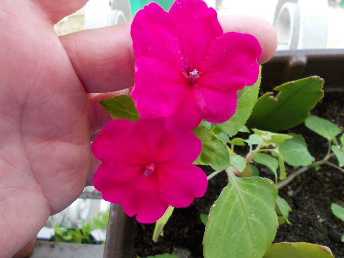 DSCN1305 - impatiens