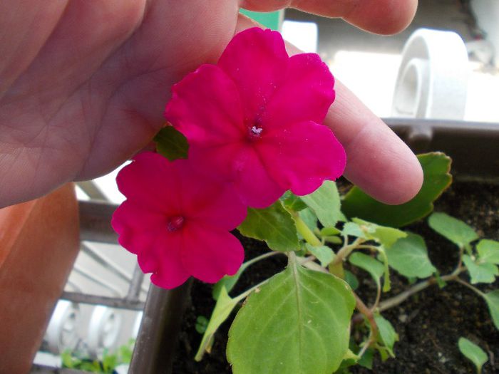 DSCN1306 - impatiens