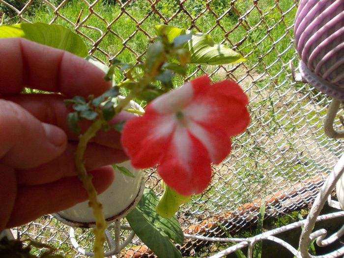 DSCN1307 - impatiens