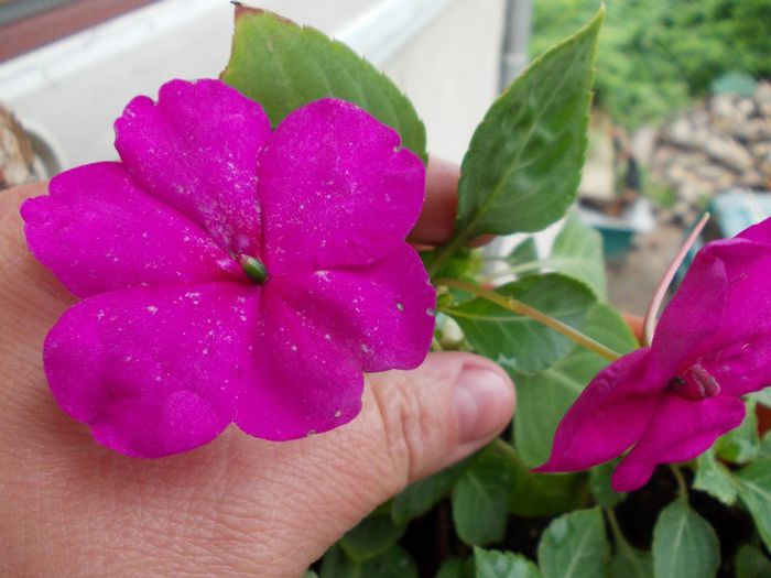 DSCN1323 - impatiens