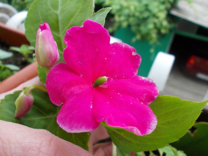 DSCN1325 - impatiens