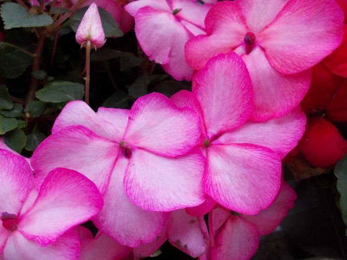 DSCN1330 - impatiens