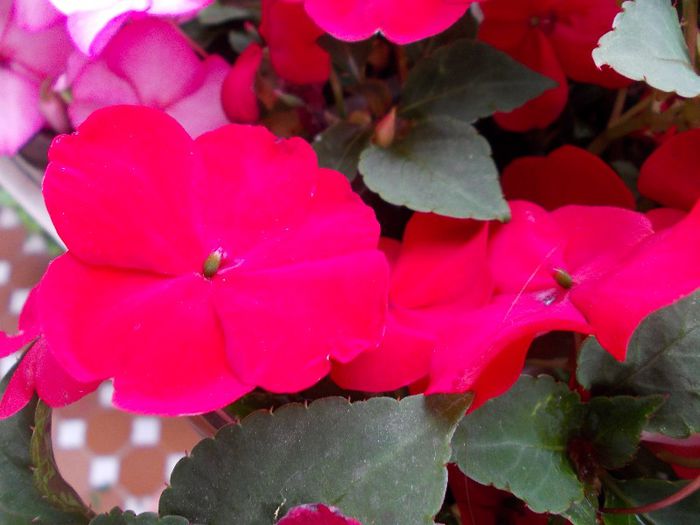 DSCN1331 - impatiens