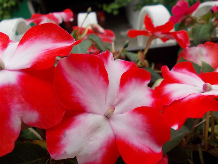 DSCN1332 - impatiens