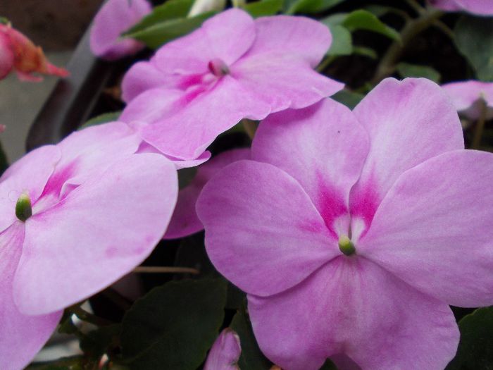 DSCN1334 - impatiens