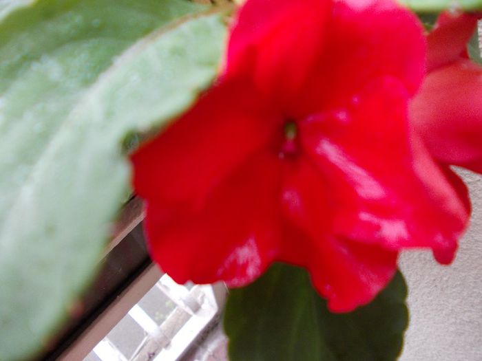 DSCN1588 - impatiens