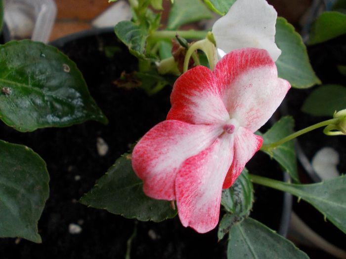 DSCN1593 - impatiens