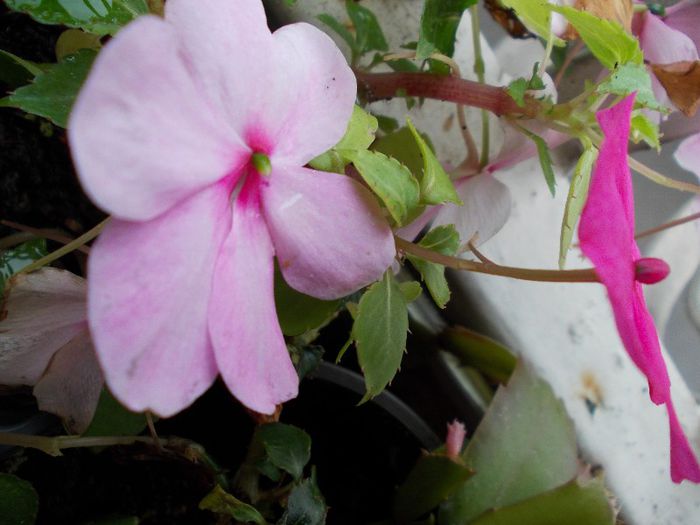 DSCN1595 - impatiens
