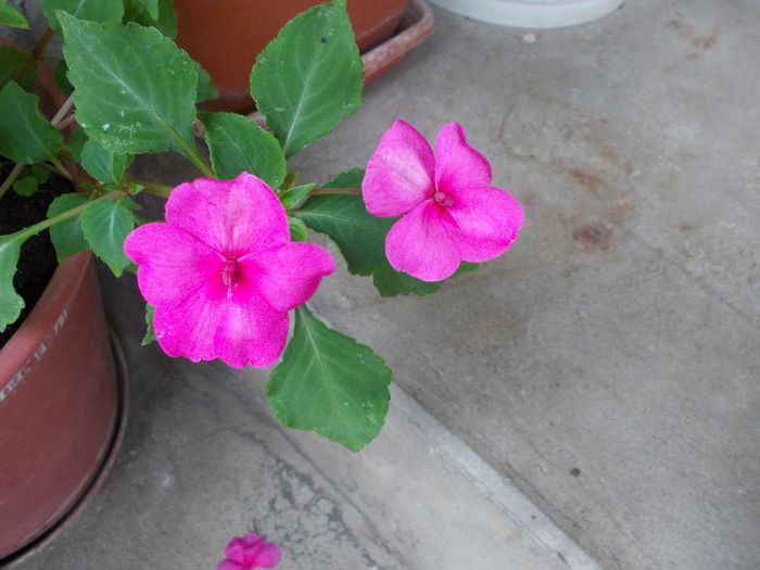 DSCN1632 - impatiens