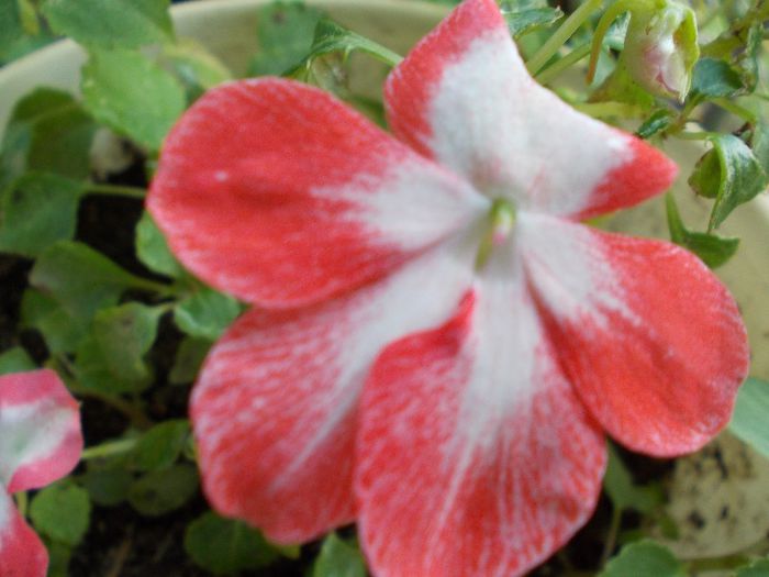 DSCN1660 - impatiens