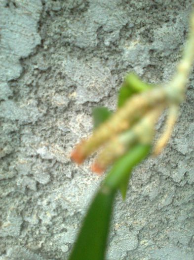 shepperdii - 0 colectie hoya 2013