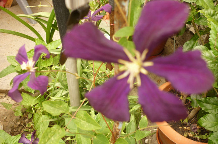 Etoile Violette - Clematis