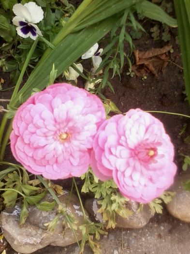 20130628_113109 - Ranunculus