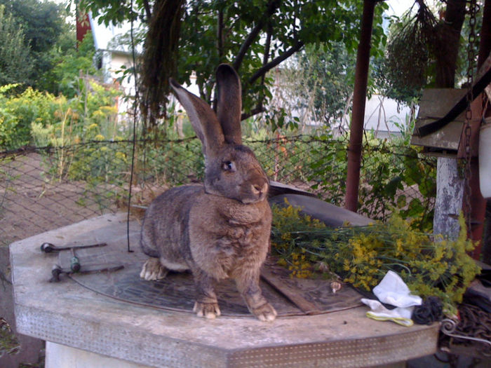 8 Luni si jumatate-Naparleste