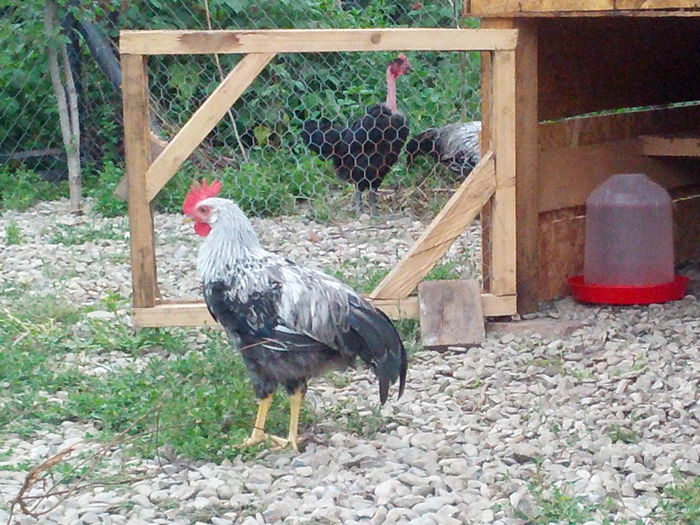 SAMSUNG G NEXUX 034; matca germania
