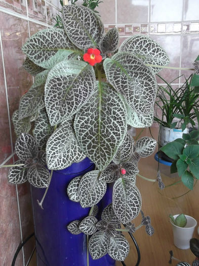 Jim's Red Wine - 28 iunie - EPISCIA - 2013