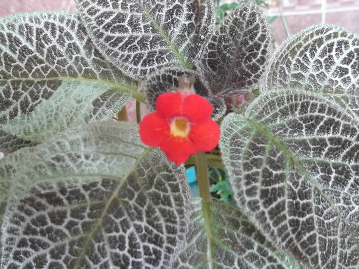 DSCF1428 - EPISCIA - 2013