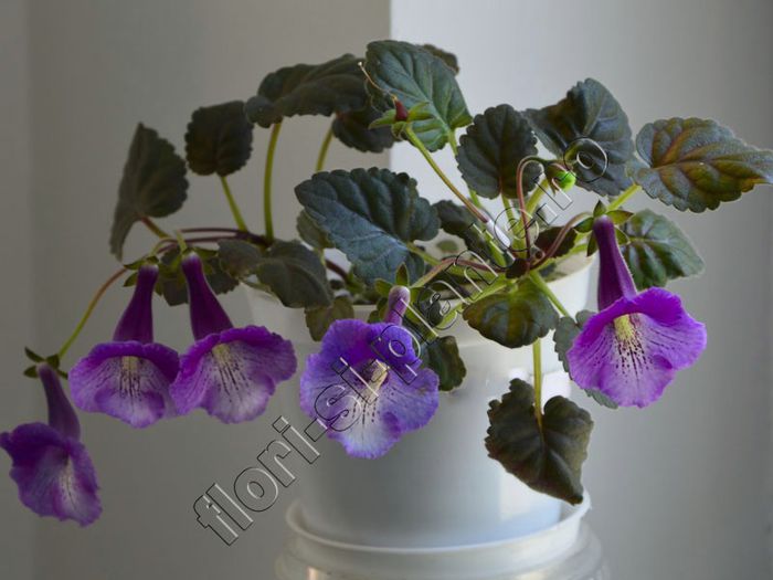 Sinningia Mark Twain - GLOXINIA _ SINNINGIA