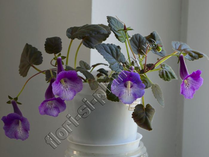 Sinningia Mark Twain - GLOXINIA _ SINNINGIA