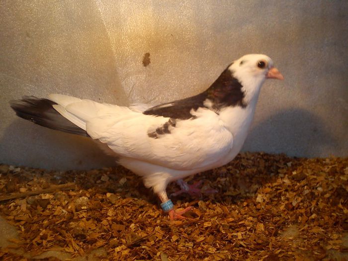 moriscari romanesti parintii