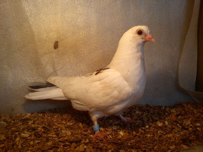 moriscari romanesti parintii