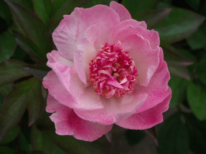 DSCF3046